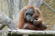 1202004 - Orang-Mutter mit Kind