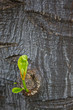 The sprouting of a tree. The sprouting of a tree.