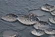fall leaves with drops and ice on frozen river