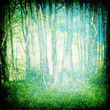 The Magical Forest