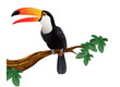 Toucan bird Toucan bird