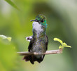 Kolibri Schneebauch-Amazilie (Amazilia chionopectus)