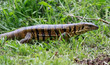 Goldteju (Tupinambis teguixin), Trinidad