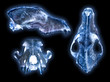 Photo: scull scull