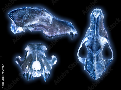 Photo: scull scull