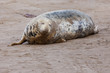 Adult Grey Seal (halichoerus grypus)