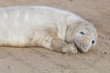 Sleeping Grey Seal Pup