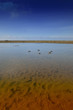 appeaux pour chasse aux canards