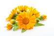 Calendula isolated on white Calendula isolated on white