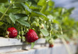 fraise dans une culture maraichère