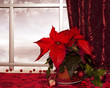 Photo: merry christmas merry christmas