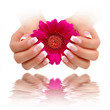 Nailart French Rosa Weiss