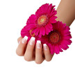 Hand mit Gerbera