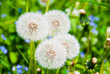dandelions