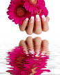Nageldesign Gerbera Nageldesign Gerbera