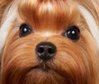 Yorkshire Terrier Yorkshire Terrier