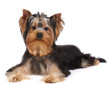 Puppy of the Yorkshire Terrier Puppy of the Yorkshire Terrier