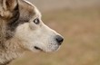 husky
