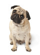 Close-up of Pug