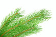Pine branch Pine branch