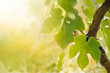 Vine leaf