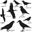 birds