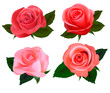 Big set of a beautiful colored roses. Vector