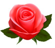 Beautiful pink rose on a white background. Beautiful pink rose on a white background.