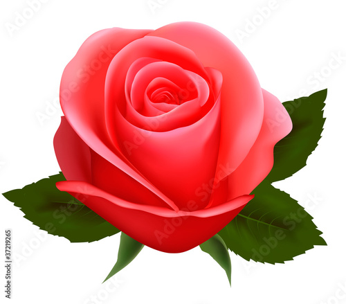 Vector: Beautiful pink rose on a white background. Beautiful pink rose on a white background.