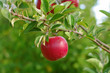 Foto: Ripe Red Apple on Tree Ripe Red Apple on Tree
