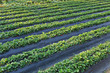 farm field