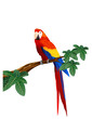 Detaied macaw bird illustration Detaied macaw bird illustration