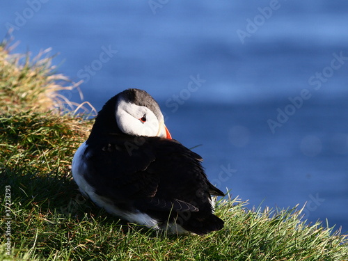 Foto: puffin puffin