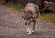 wolf 001