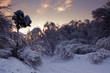 Winter forest panorama at sunny evening