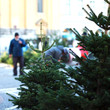 Weihnachtsbaum Markt