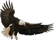 Landing of eagle
