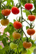 Tomatoes ripening on a vine