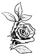 black rose