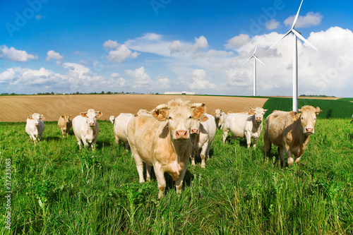 Foto: Vaches et éoliennes Vaches et éoliennes