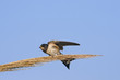 A Barn swallow - Hirundo rustica, Crete