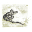 Serpent à sonnettes
