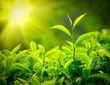 Tea bud and leaves