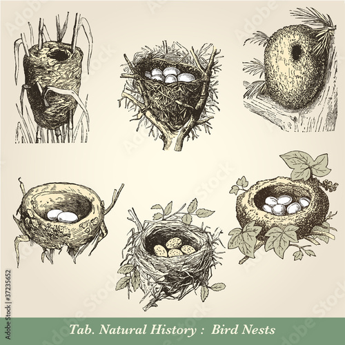 Vektor: Nids d'oiseaux Nids d'oiseaux