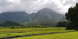 Hawaii, Kauwai Felder