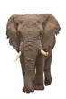 Elefant elephant Elefant elephant