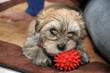 Kleiner Havanese