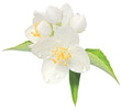 Jasmine flower mock orange blossom macro closeup isolated