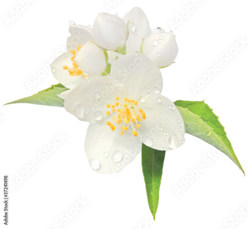 Photo: Jasmine flower mock orange blossom macro closeup isolated Jasmine flower mock orange blossom macro closeup isolated