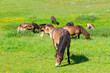 Foto: Wilde Pferde Wilde Pferde